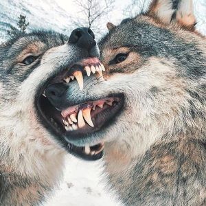 Meet your Posher, Carlos